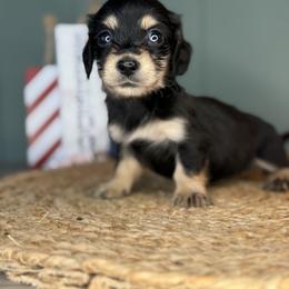 Willow - Black and cream female Dachshund puppy in Ava, Missouri from Beaver Creek Kennels