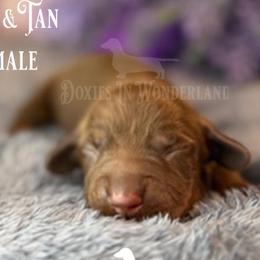 Choc and Tan Girl - Chocolate and tan female Dachshund puppy in Rainier, Oregon from Doxies in Wonderland