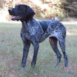 German Shorthaired Pointers from Double R Gun Dogs