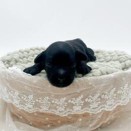 Chip - Black male Bernedoodle puppy in North Carolina from Tuxedo Mountain Doodles