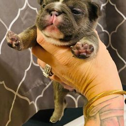 Girl 4 - French Bulldog puppy in Elyria, Ohio from NE Ohio Frenchies