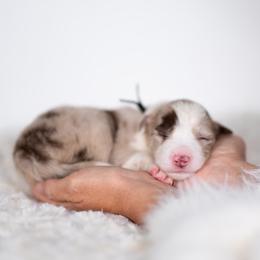 Phoenix - Red merle female Border Collie puppy in Conway, Missouri from 2J 2K Border Collies | Maremma Sheepdogs