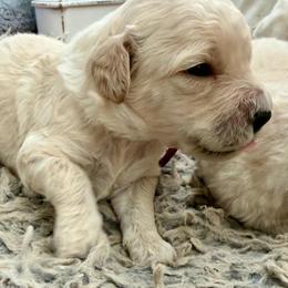 Aurora - Cream female Goldendoodle puppy in Pensacola, Florida from Goldendoodles Love You in Pensacola Friend Edition