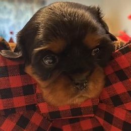 Lady Belle - Cavalier King Charles Spaniel puppy from Celtic Star Cavaliers