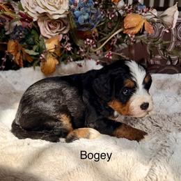 Bogey - Tri-color male Bernedoodle puppy in Royse City, Texas from Platinum Bernedoodles of Texas