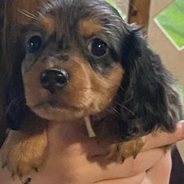 Buzz - Dapple male Dachshund puppy in Elizabethtown, Kentucky from Teeny Tiny Puppy Tails