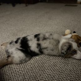 Australian Shepherd Puppies from Mud Path Australian Shepherds