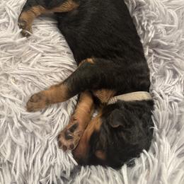 Grey - Black and tan female Airedale Terrier puppy in Huntersville, North Carolina from Cool Hand Luke Kennels