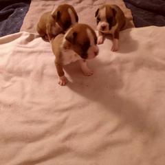 Boxer Puppies from Classic Boxers