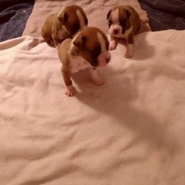 Boxer Puppies from Classic Boxers
