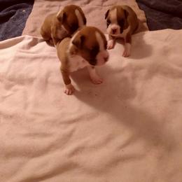 Boxer Puppies from Classic Boxers