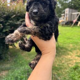 Reese - Phantom male Goldendoodle puppy in Anderson, South Carolina from M & L Pups