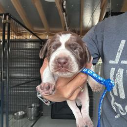 Blue - Black and white male German Shorthaired Pointer puppy in Newton Grove, North Carolina from Wayalife Labradors & Gsp’s