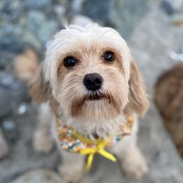 Daisy - Cavapoo