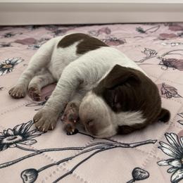 Maggie - Liver and white female German Shorthaired Pointer puppy in Hot Springs, Virginia from Thunder Mountain Gun Dogs