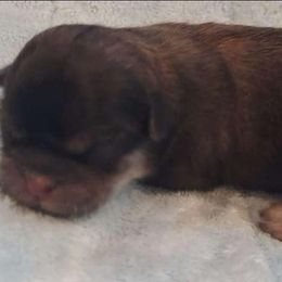 Shih Tzu Puppies from N.F.S.T Imperial ShihTzu Puppies.