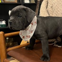 Penny - Gray female Cane Corso puppy in Utah from 3Lake Kennelz