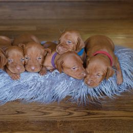 Vizslas from Wilkes Family Vizslas