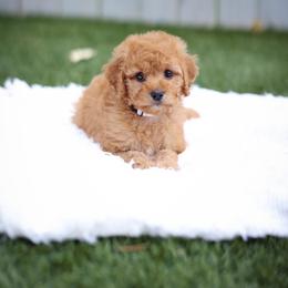 Lavender - Red  female Goldendoodle puppy in Boise, Idaho from Goldendoodle Baby