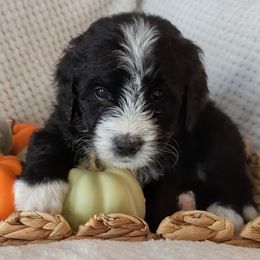 Rusty - Black and white male Bernedoodle puppy in Shiloh, Georgia from Doodle Mountain