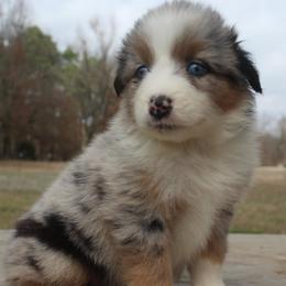 Hello kitty - Blue merle female Australian Shepherd puppy in Star City, Arkansas from Blush & Lace Aussie Co.