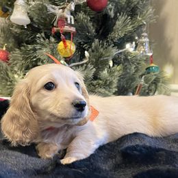 Orange ribbon female - Cream female Dachshund puppy in Lenoir, North Carolina from Dackel Land Dachshunds