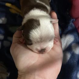 Girl fusia - Brindle and white female Boston Terrier puppy in Taylorsville, North Carolina from Jessica's Boston Terriers