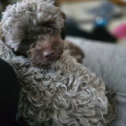 Rooster - Brown male Poodle puppy in Hibbing, Minnesota from South Dakota Poodles