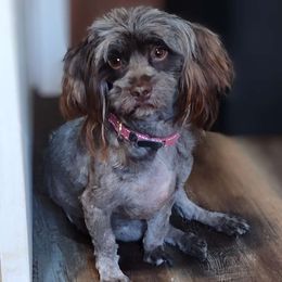 Mazie Grace - Havanese