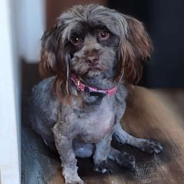Mazie Grace - Havanese