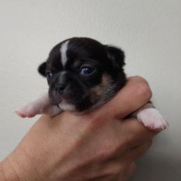 Pedro - Black and white male Chihuahua puppy in Brook Park, Minnesota from Northstar Chihuahuas