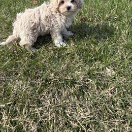 Cressida - Cream female Maltipoo puppy in Feasterville Trevose, Pennsylvania from HMH’s Maltipoos & Cavaliers