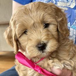 Scarlet Rose - Apricot female Goldendoodle puppy in Roy, Utah from Doodles are Amazing