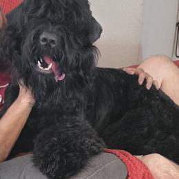 Black Russian Terrier puppies from Black Powder Kennel
