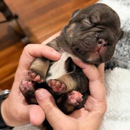 Biggie - Tricolors male French Bulldog puppy in Delhi, Louisiana from 4T Ranch