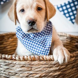 Labrador Retriever Puppies from Old Railroad Labs