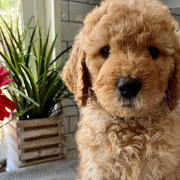 Boy 3 - Red  Goldendoodle puppy in Christiana, Tennessee from Rechlicz Family Doodles