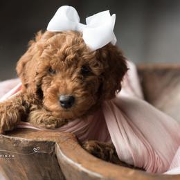Goldendoodle Puppies from KandE Doodles