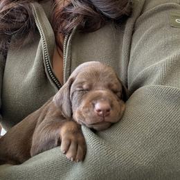 Doberman Pinscher Puppies from Haus of Hound