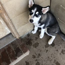 Girl 1 - Siberian Husky puppy in Lafayette, Louisiana from Home Grown Huskies