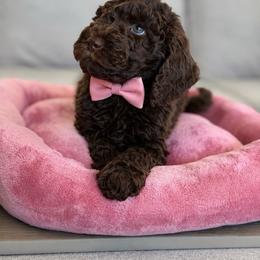 Oak - Chocolate male Goldendoodle puppy in Redmond, Oregon from Bourbon and Lace Doodles