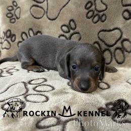 Blue Male - Gray (blue) and tan male Dachshund puppy in George West, Texas from Rockin M Kennel