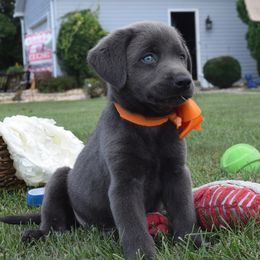 Dilute Retriever Puppies from Royalty Retrievers