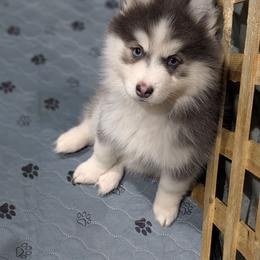 Kosta - Blue male Pomsky puppy in Hurleyville, New York from My Crazy Pomskys
