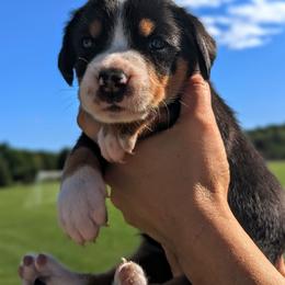 Pink Girl, Liberty - Black, white and red female Greater Swiss Mountain Dog puppy in Edinboro, Pennsylvania from Greater Swiss of Whitetail Acres