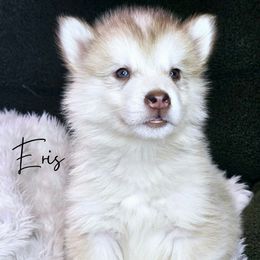 Eris - Red and white male Alaskan Malamute puppy in Kellerman, Alabama from Sunset Malamutes