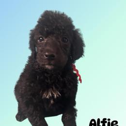 Alfie - Black male Poodle puppy in Baltimore, Maryland from Steinrock’s Standards