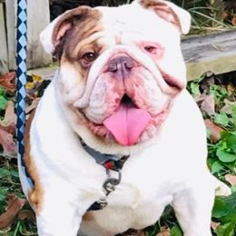 Bulldogs from East Coast English Bulldogs