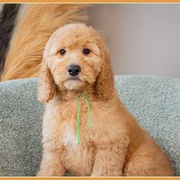 Archie - Red  male Goldendoodle puppy in Connersville, Indiana from Deaz Doodle Ranch