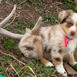 Miniature Australian Shepherds and Toy Australian Shepherds from Rust Farm
